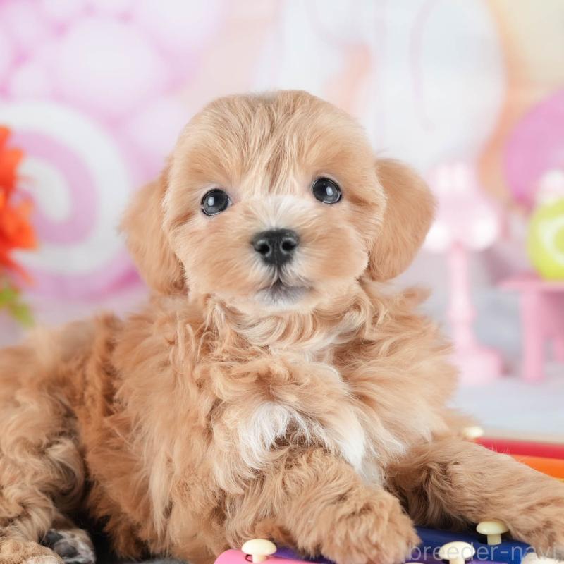 販売中の茨城県のミックス犬-441914