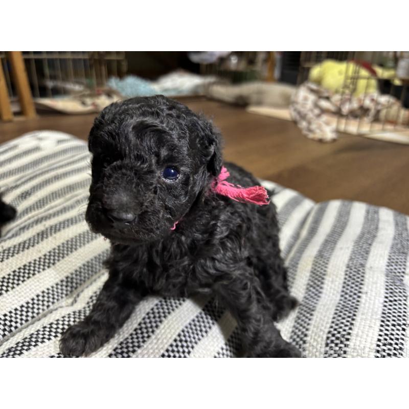 商談中の群馬県のトイプードル-441916の4枚目