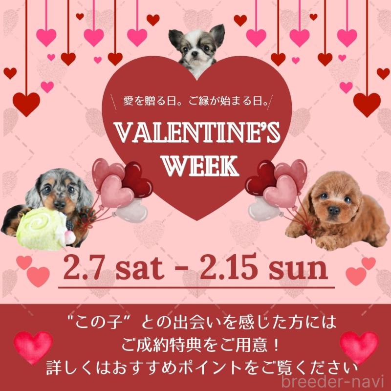 販売中の茨城県のミックス犬-441914の4枚目