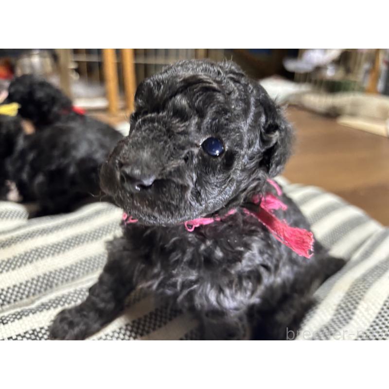 商談中の群馬県のトイプードル-441916の3枚目