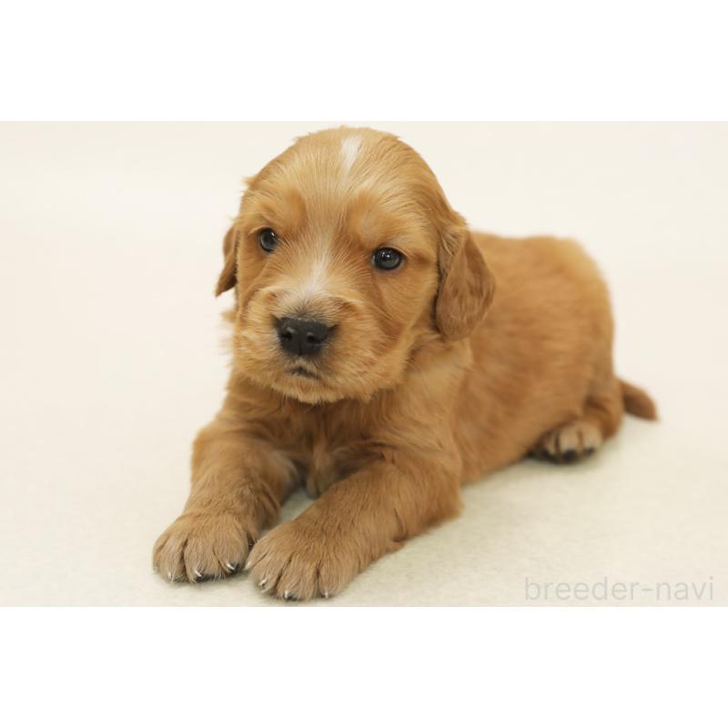 販売中の神奈川県のミックス犬-441913