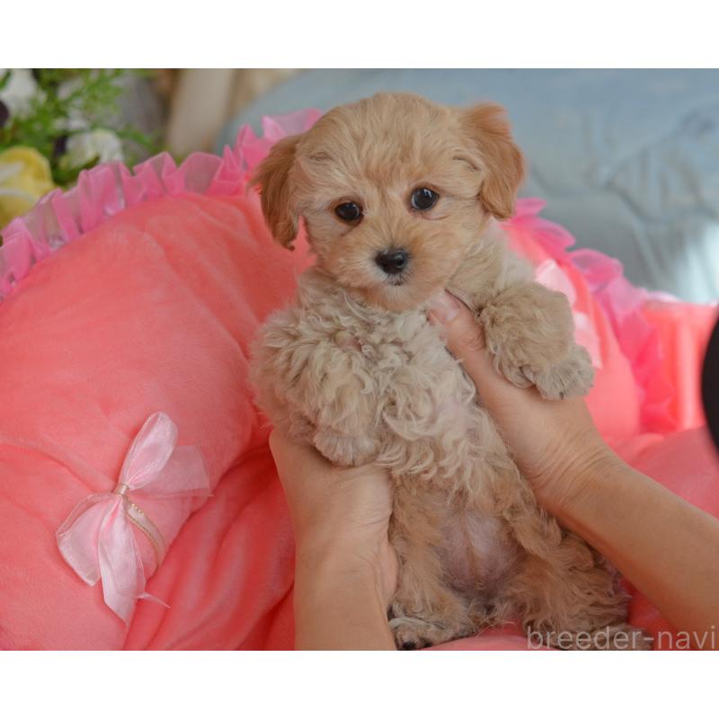 販売中の埼玉県のミックス犬-433481の13枚目