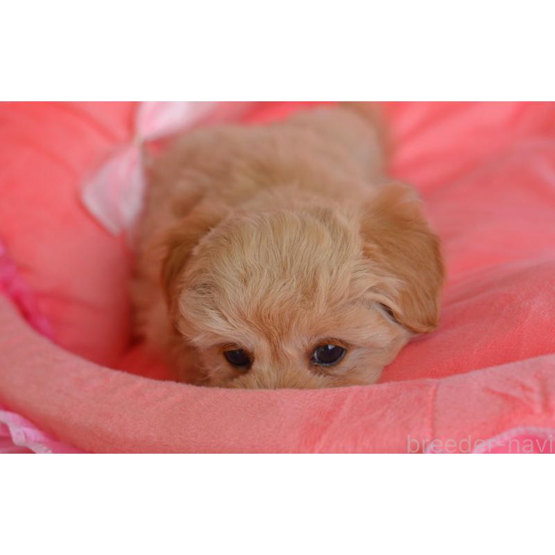 販売中の埼玉県のミックス犬-433481の12枚目