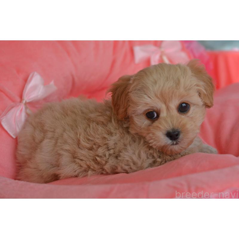 販売中の埼玉県のミックス犬-433481の11枚目