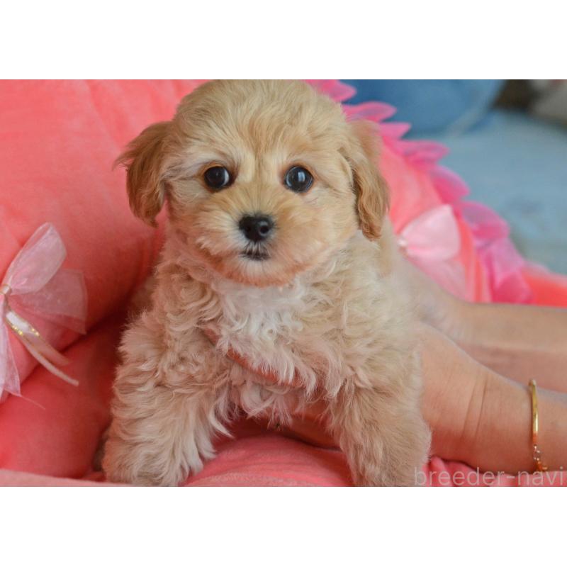 販売中の埼玉県のミックス犬-433481の9枚目