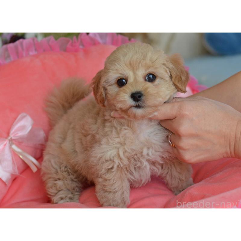 販売中の埼玉県のミックス犬-433481の7枚目