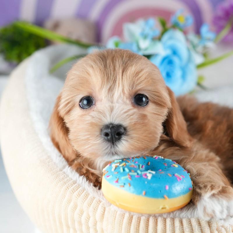 販売中の茨城県のミックス犬-441918