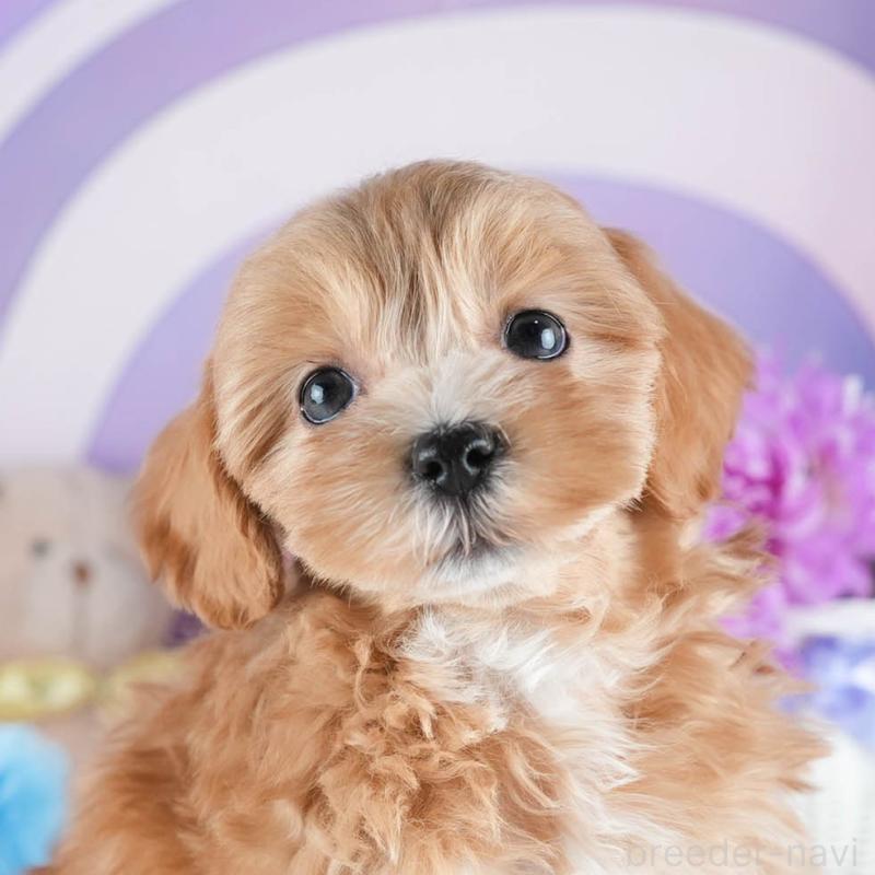 販売中の茨城県のミックス犬-441918の8枚目