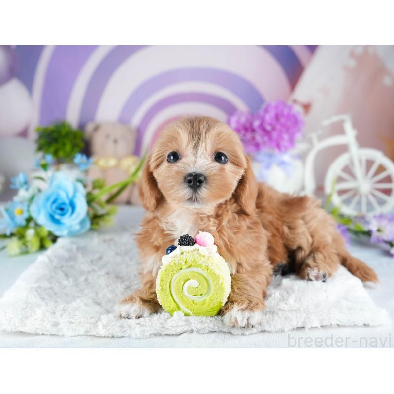 販売中の茨城県のミックス犬-441918の7枚目