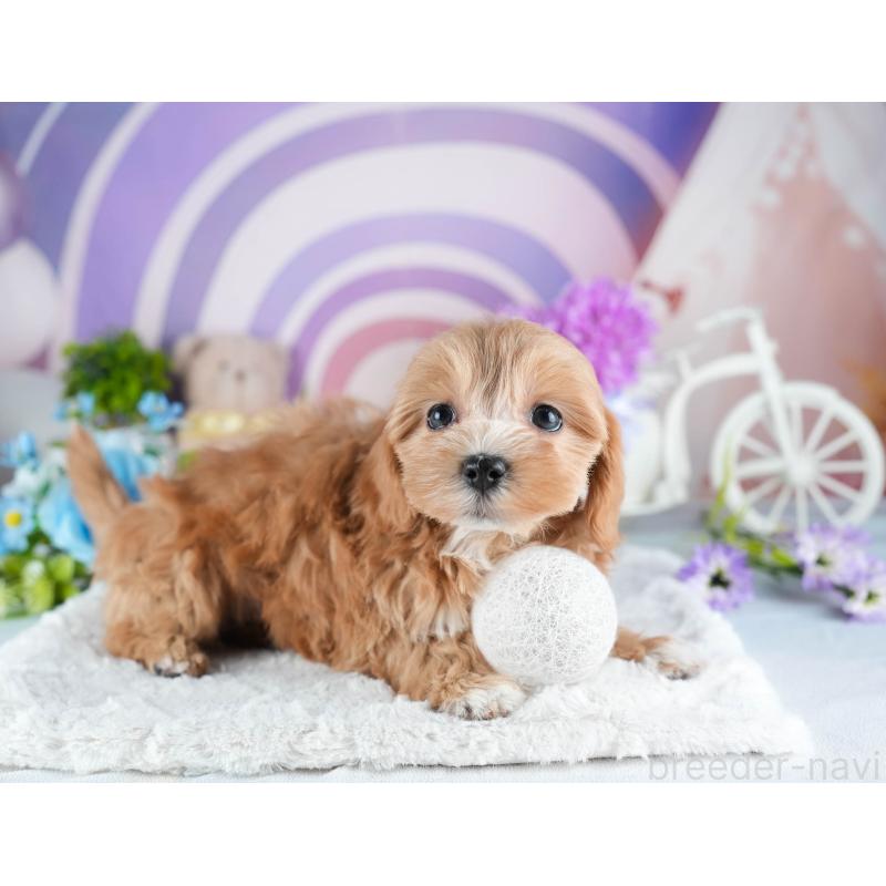 販売中の茨城県のミックス犬-441918の6枚目