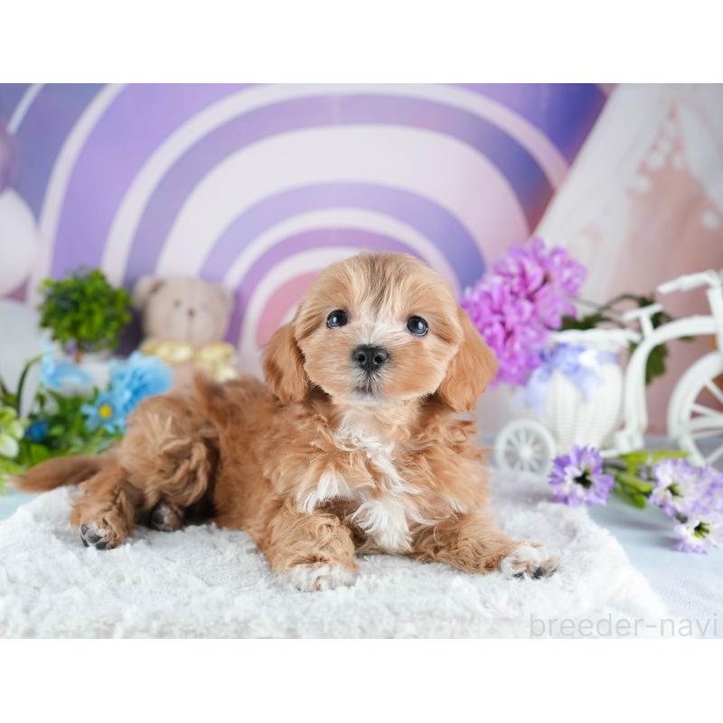 販売中の茨城県のミックス犬-441918の5枚目