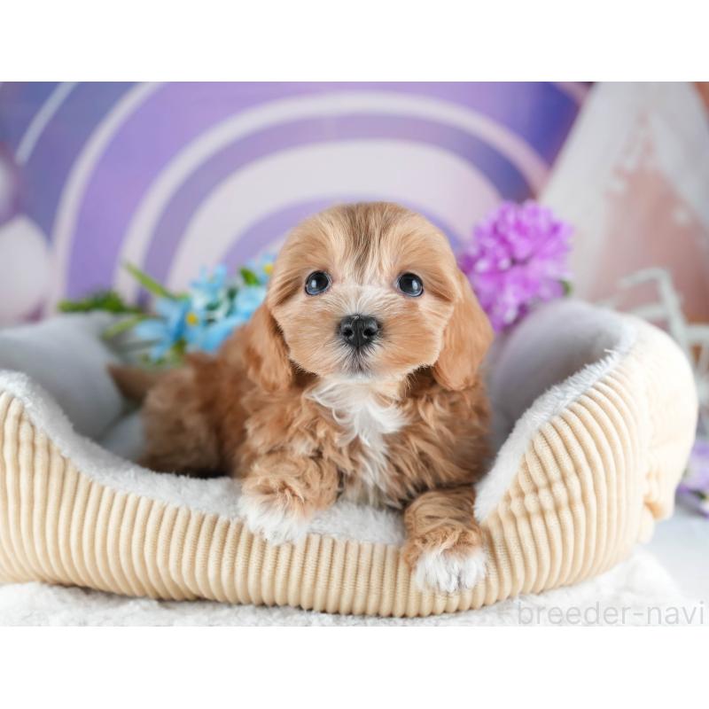 販売中の茨城県のミックス犬-441918の4枚目