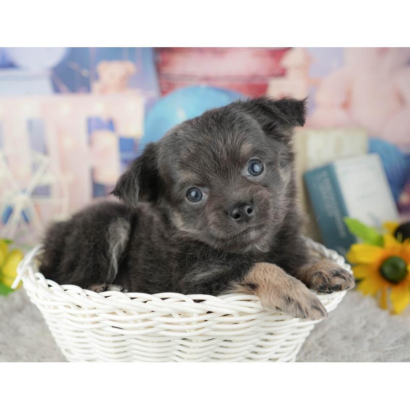 販売中の千葉県のチワワ(ロングコート)-441919の10枚目