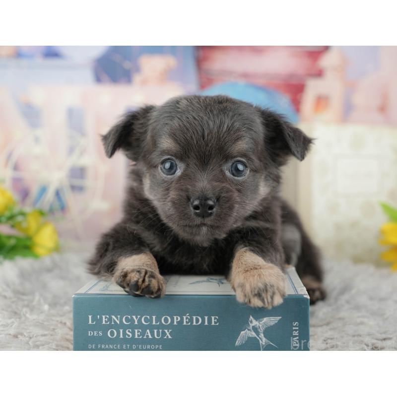 販売中の千葉県のチワワ(ロングコート)-441919の9枚目