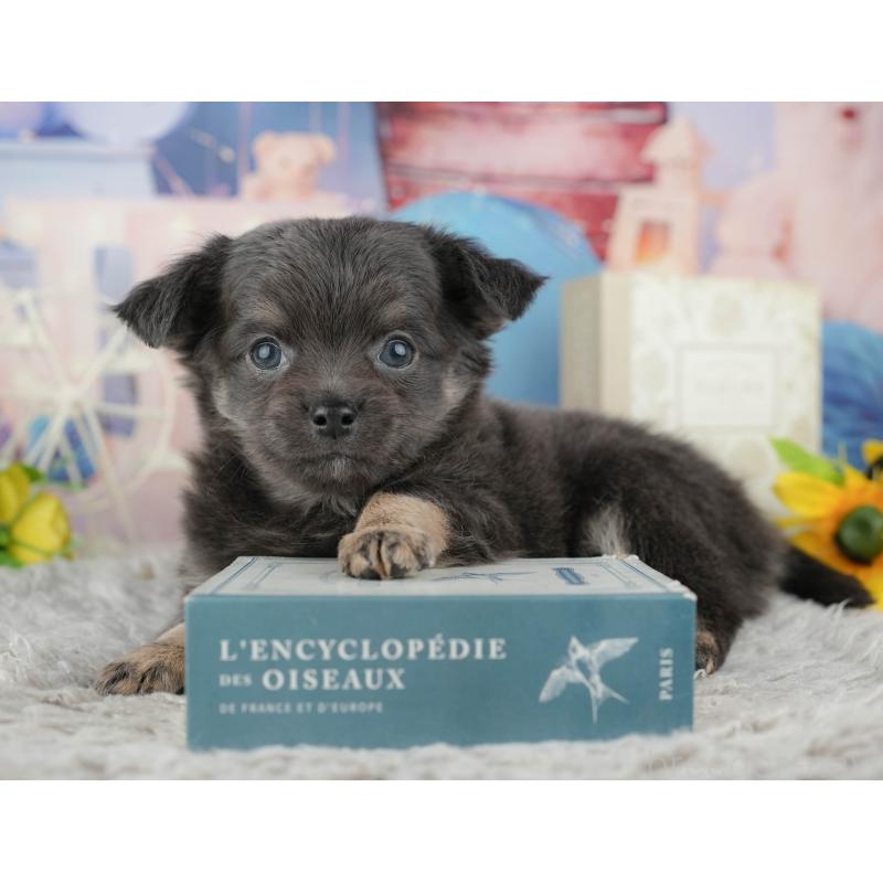 販売中の千葉県のチワワ(ロングコート)-441919の7枚目