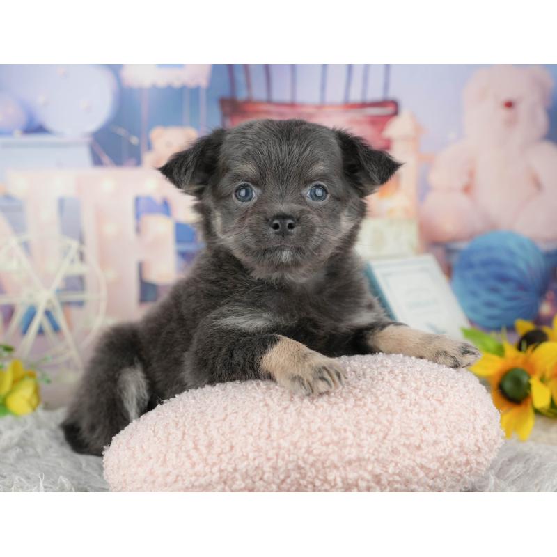 販売中の千葉県のチワワ(ロングコート)-441919の6枚目