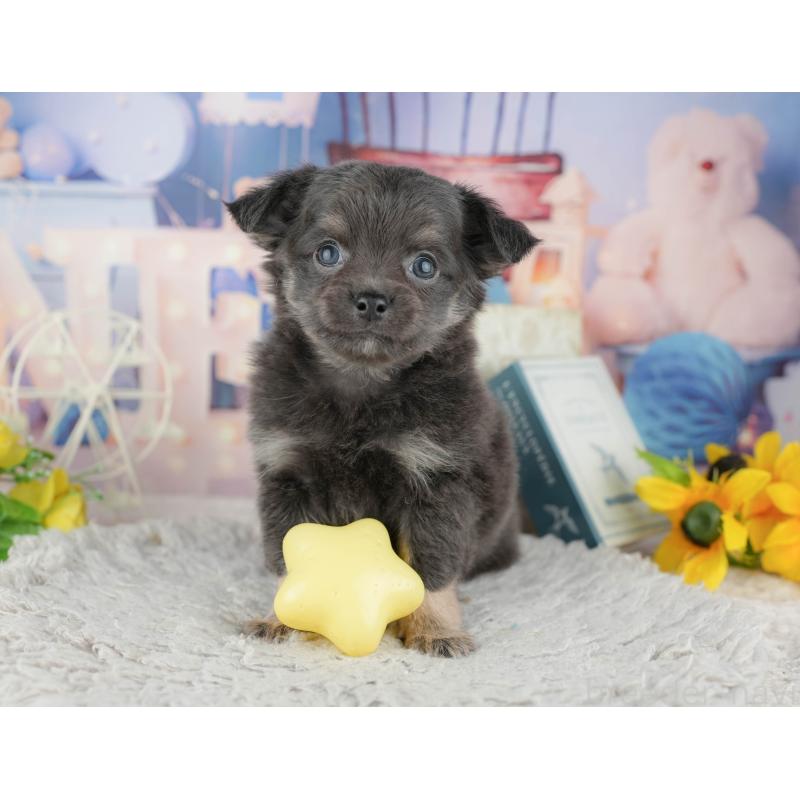 販売中の千葉県のチワワ(ロングコート)-441919の5枚目