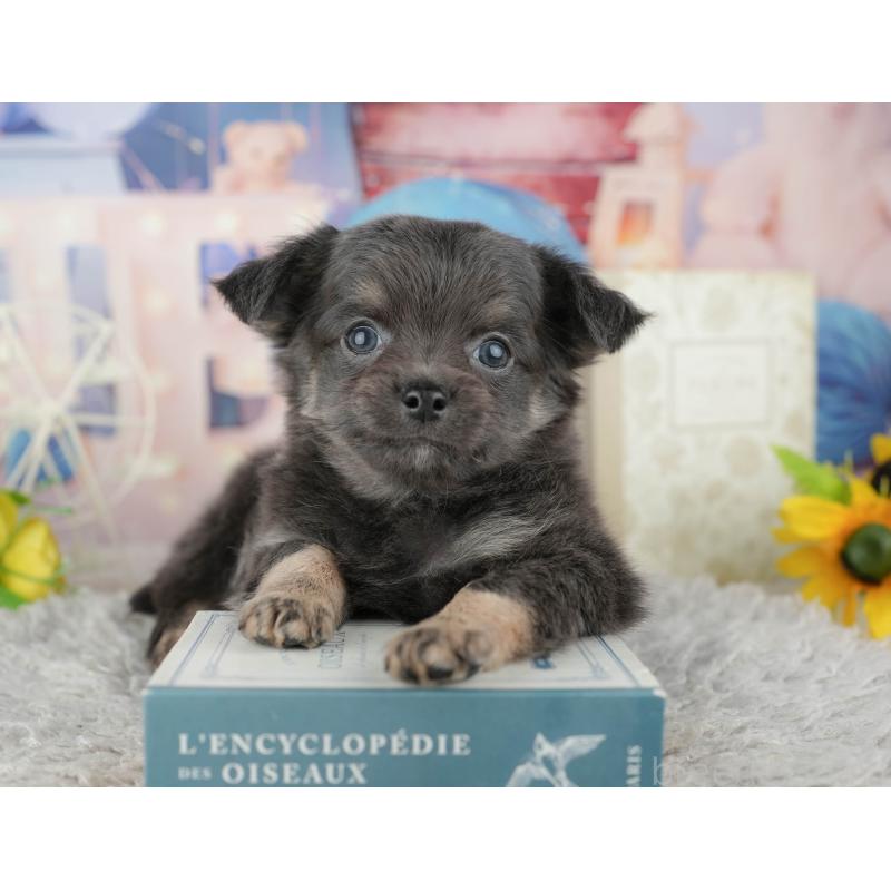 販売中の千葉県のチワワ(ロングコート)-441919の4枚目