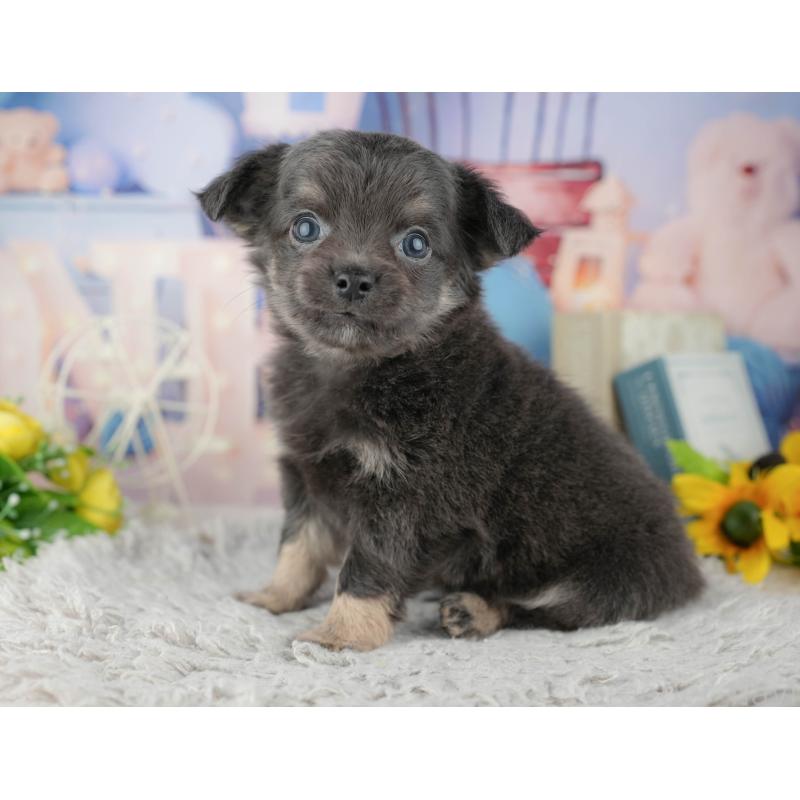 販売中の千葉県のチワワ(ロングコート)-441919の2枚目