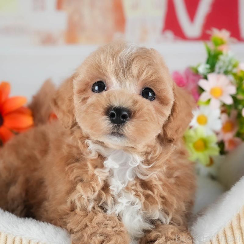 販売中の茨城県のミックス犬-441921の1枚目