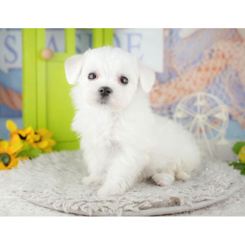 販売中の千葉県のマルチーズ-441922の10枚目