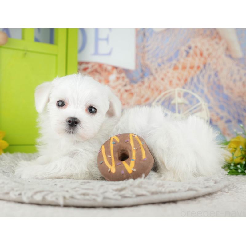 販売中の千葉県のマルチーズ-441922の9枚目