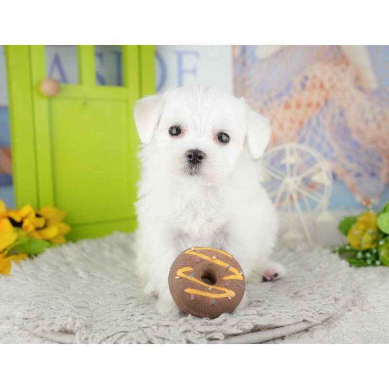 販売中の千葉県のマルチーズ-441922の8枚目