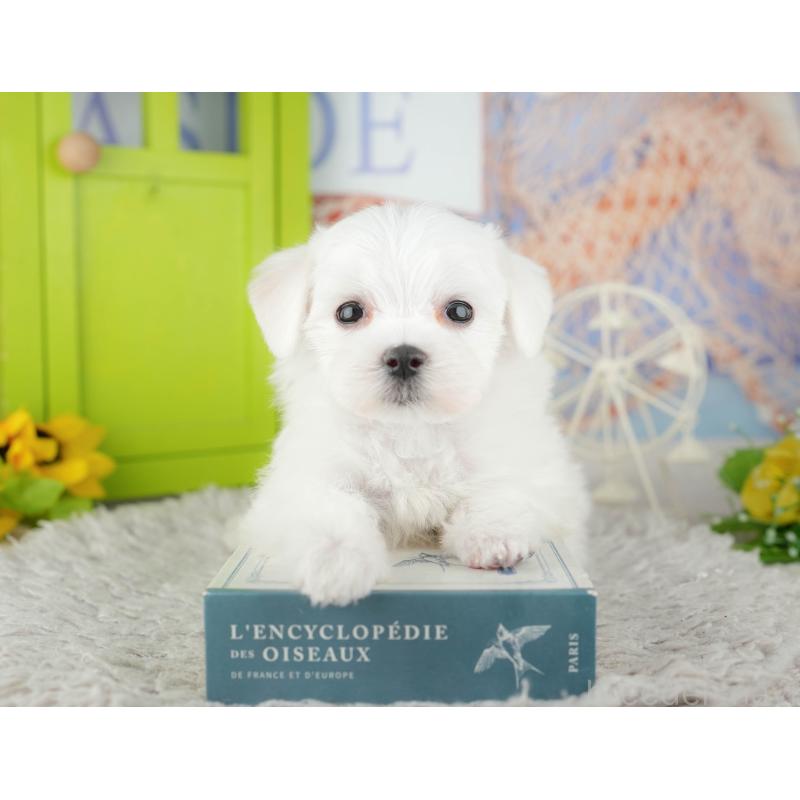 販売中の千葉県のマルチーズ-441922の7枚目