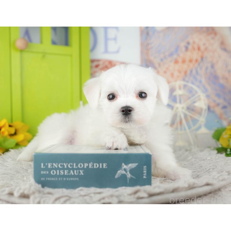 販売中の千葉県のマルチーズ-441922の6枚目