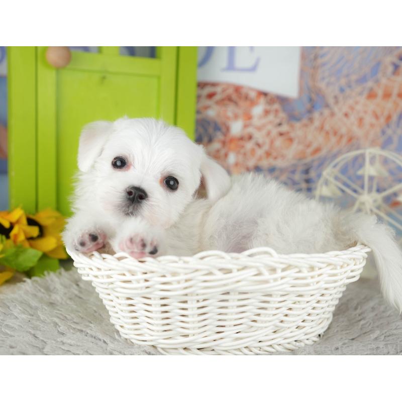 販売中の千葉県のマルチーズ-441922の5枚目