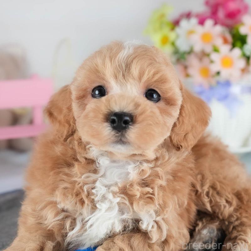 販売中の茨城県のミックス犬-441921の8枚目