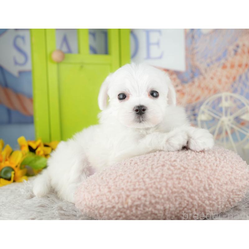 販売中の千葉県のマルチーズ-441922の4枚目
