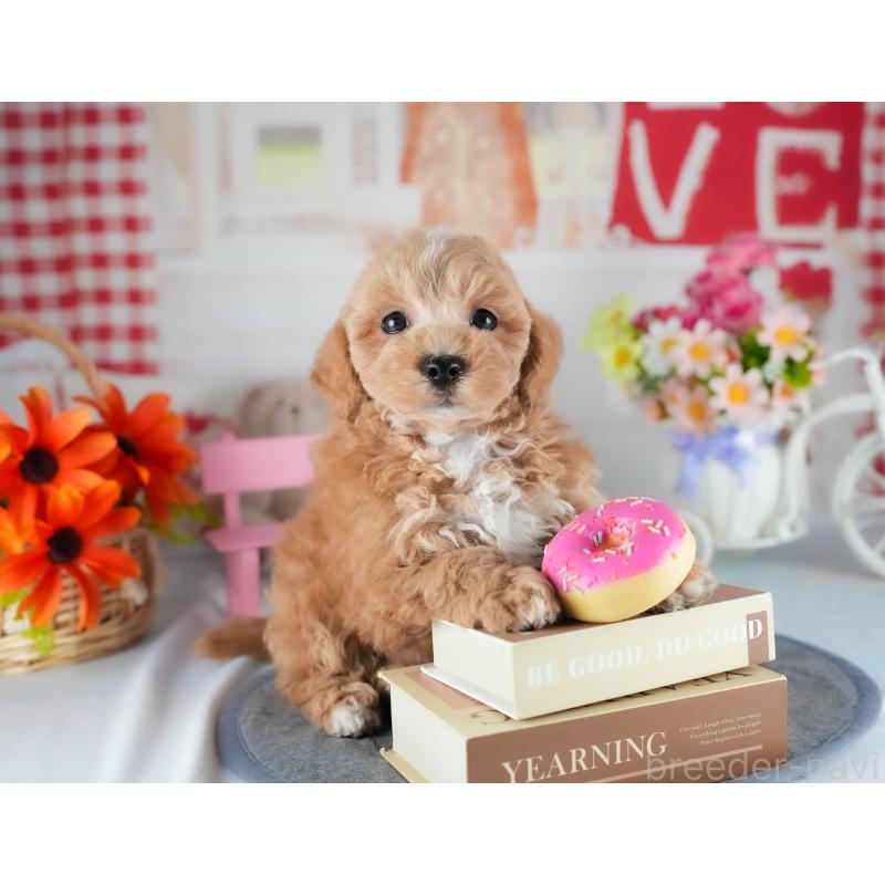 販売中の茨城県のミックス犬-441921の7枚目