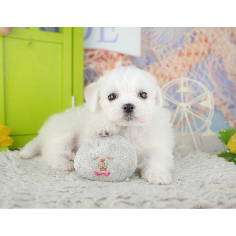 販売中の千葉県のマルチーズ-441922の3枚目