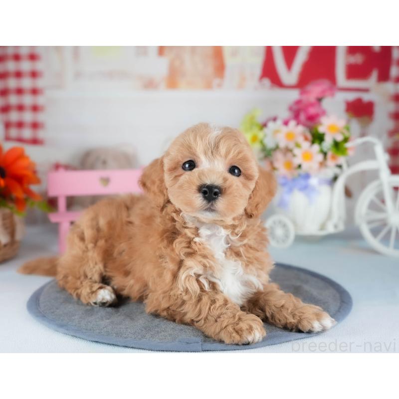 販売中の茨城県のミックス犬-441921の6枚目