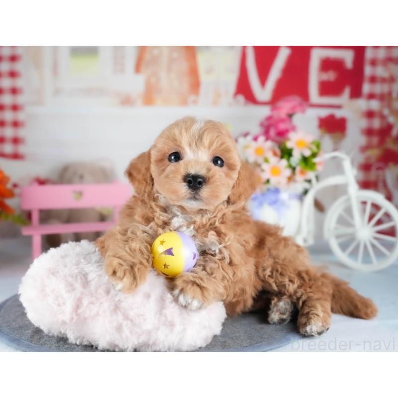 販売中の茨城県のミックス犬-441921の5枚目