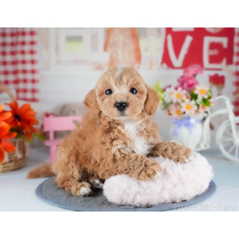 販売中の茨城県のミックス犬-441921の4枚目