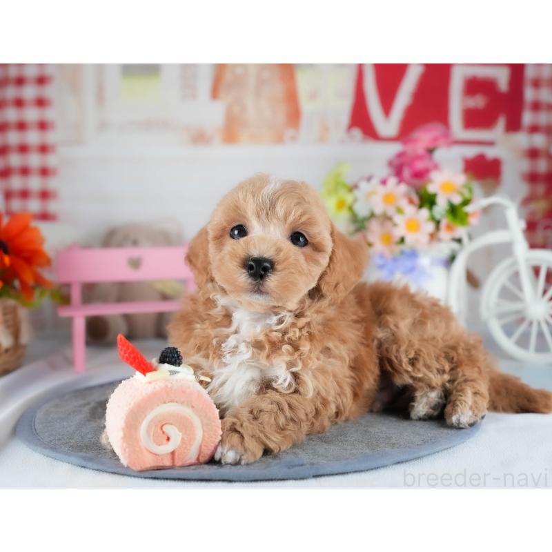 販売中の茨城県のミックス犬-441921の3枚目