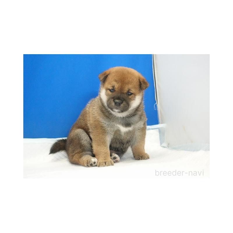 販売中の愛知県の柴犬-441920の5枚目