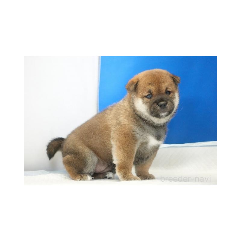 販売中の愛知県の柴犬-441920の3枚目