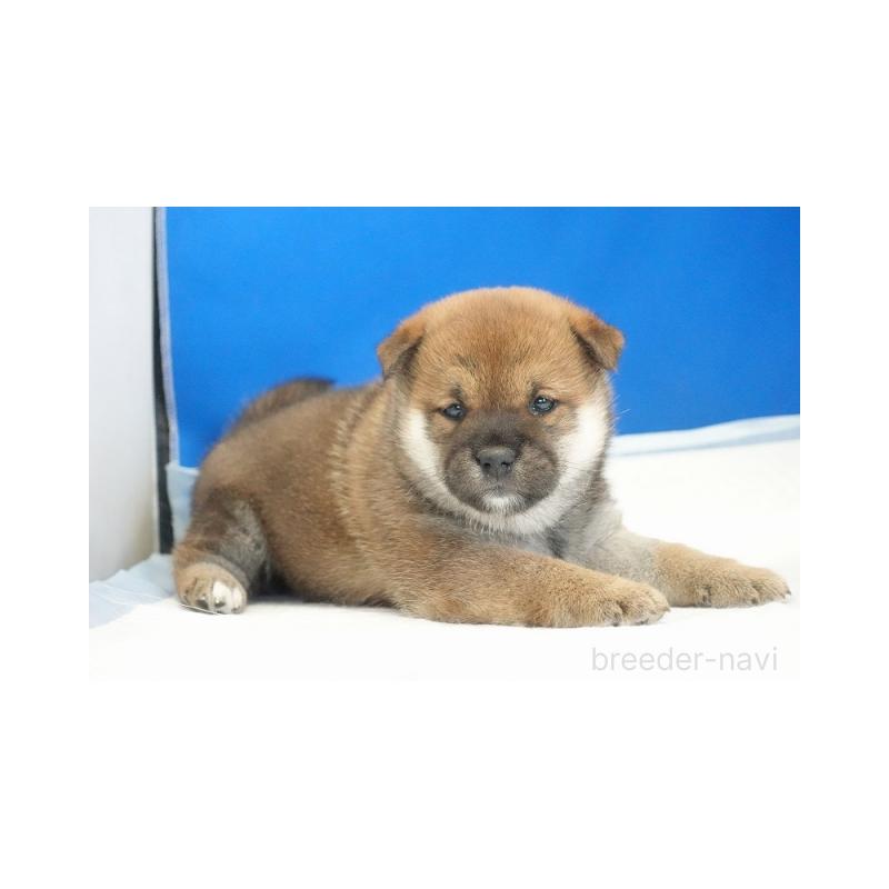 販売中の愛知県の柴犬-441920の2枚目