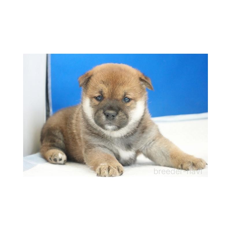 販売中の愛知県の柴犬-441920の1枚目