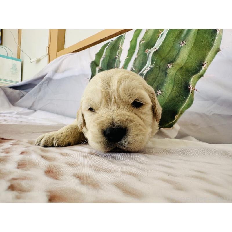 販売中の千葉県のゴールデンレトリーバー-440025の5枚目