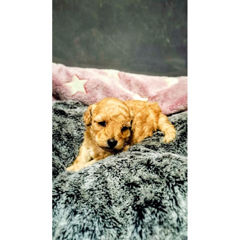 販売中の愛媛県のタイニープードル-441928の5枚目