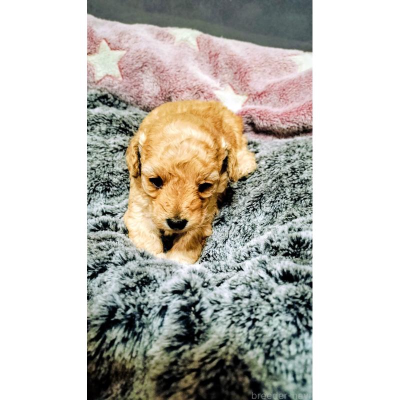 販売中の愛媛県のタイニープードル-441928の4枚目