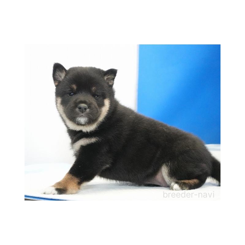 販売中の愛知県の柴犬-441924の5枚目