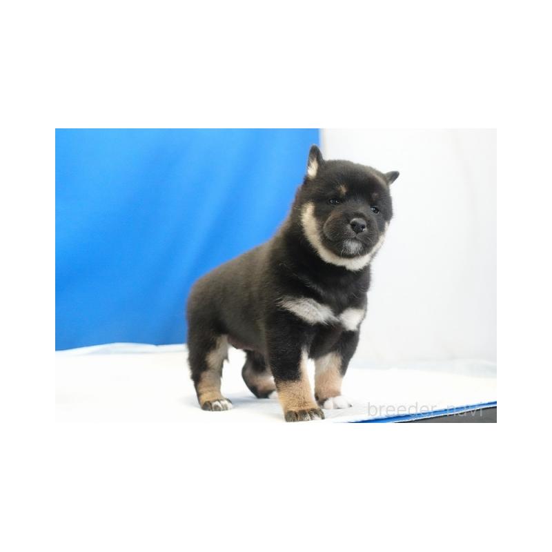 販売中の愛知県の柴犬-441924の4枚目