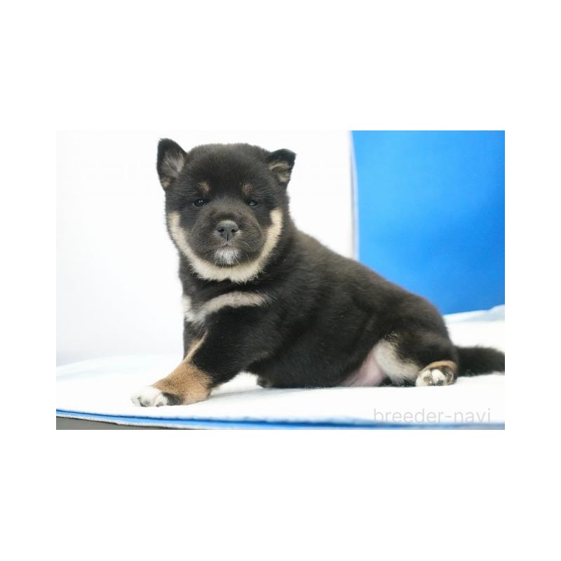 販売中の愛知県の柴犬-441924の3枚目