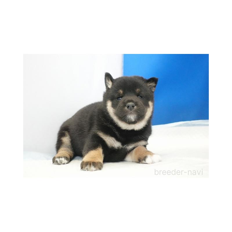 販売中の愛知県の柴犬-441924の2枚目