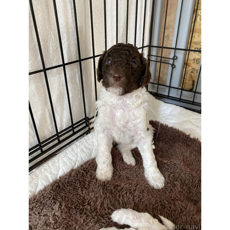 販売中の茨城県のスタンダードプードル-441926の7枚目